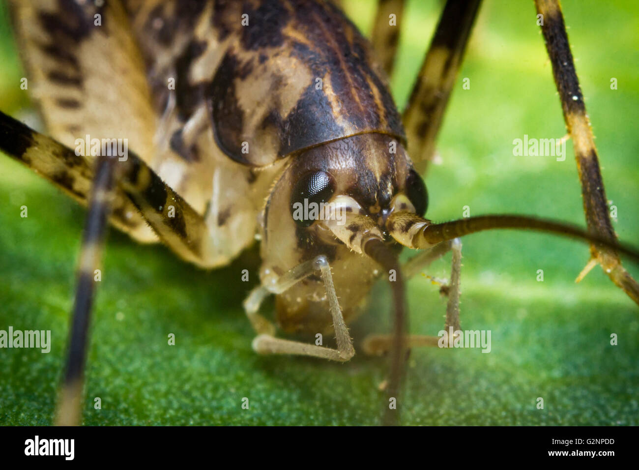 Extreme closeup macro cave cricket on green leaf, selective focus Stock Photo