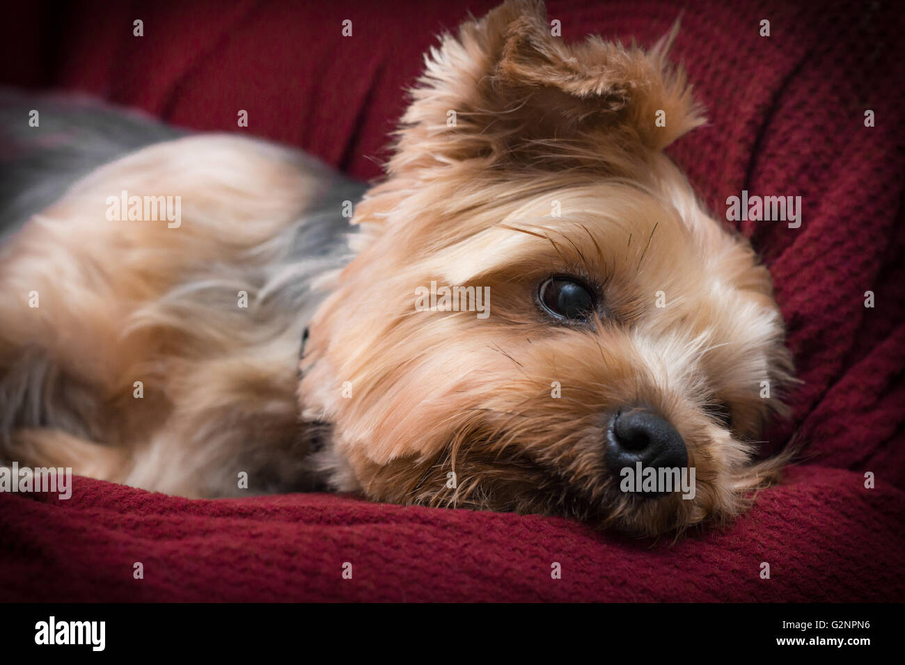 How Can You Tell If A Yorkie Is Pregnant