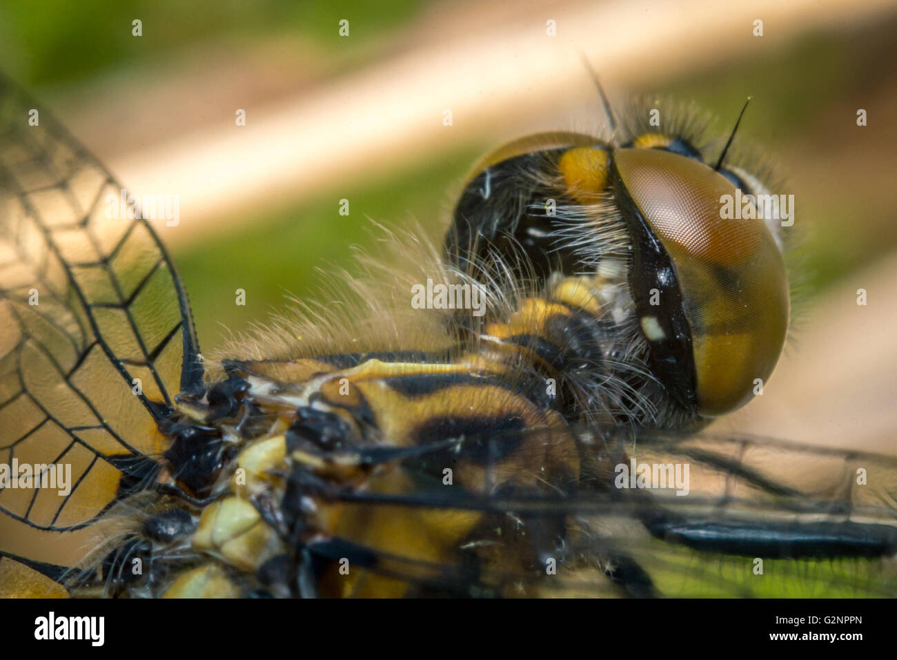 Extreme close up macro colorful dragonfly eyes springtime Stock Photo ...