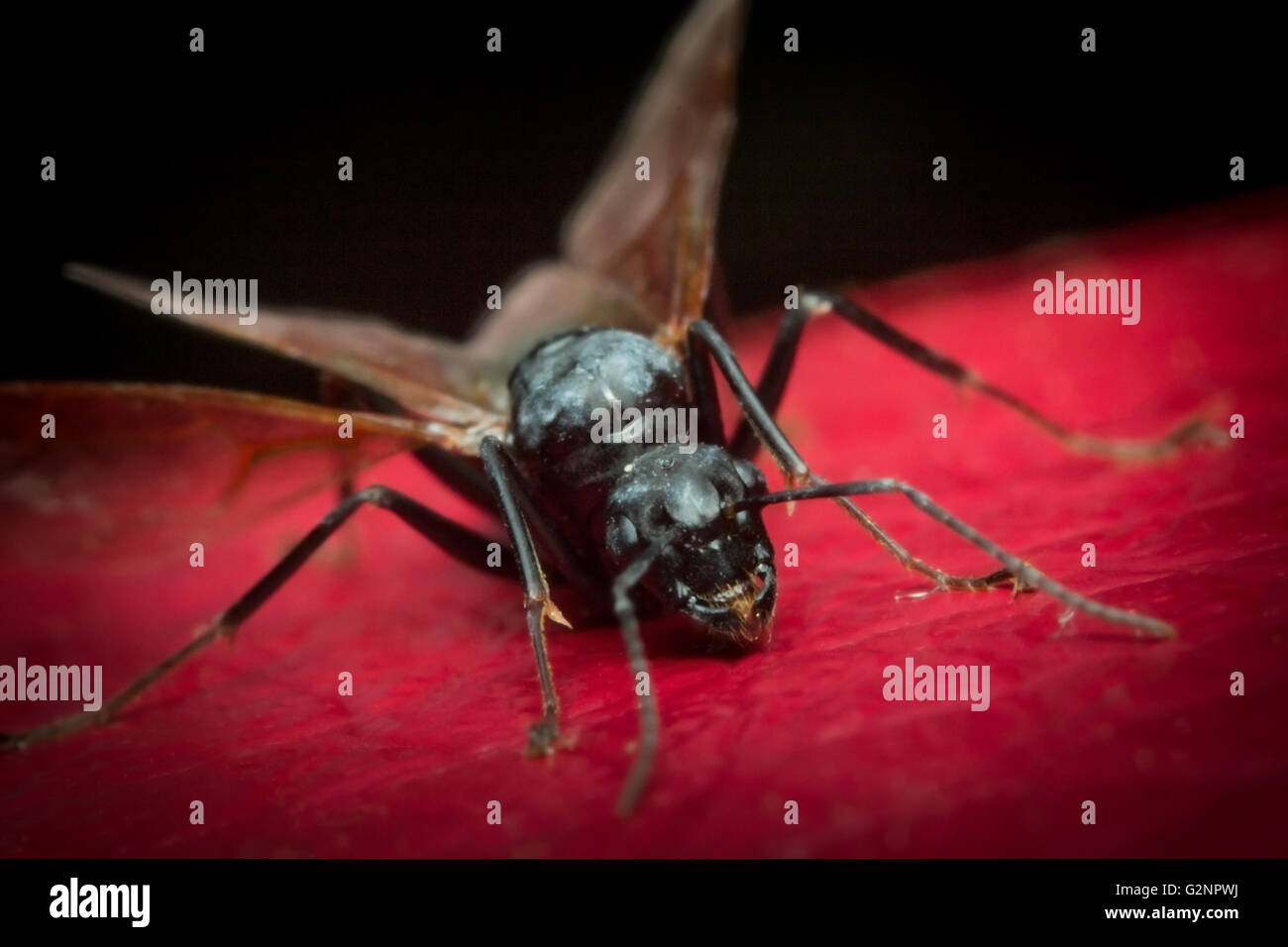 Winged flying carpenter ant on red leaf surface Stock Photo Alamy