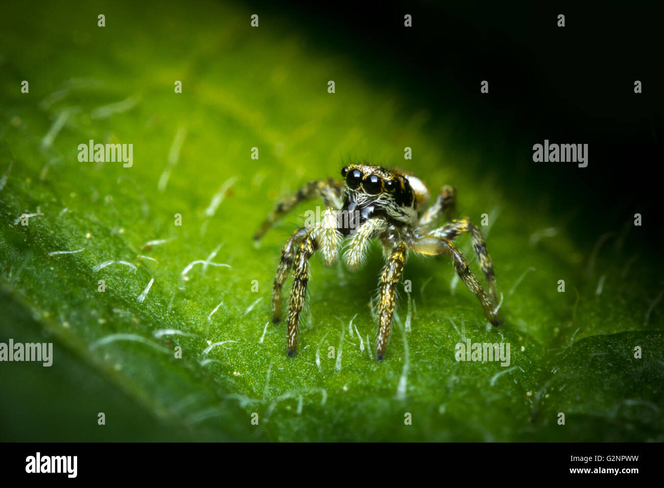 Super macro close up jumping spider on green leaf Stock Photo - Alamy