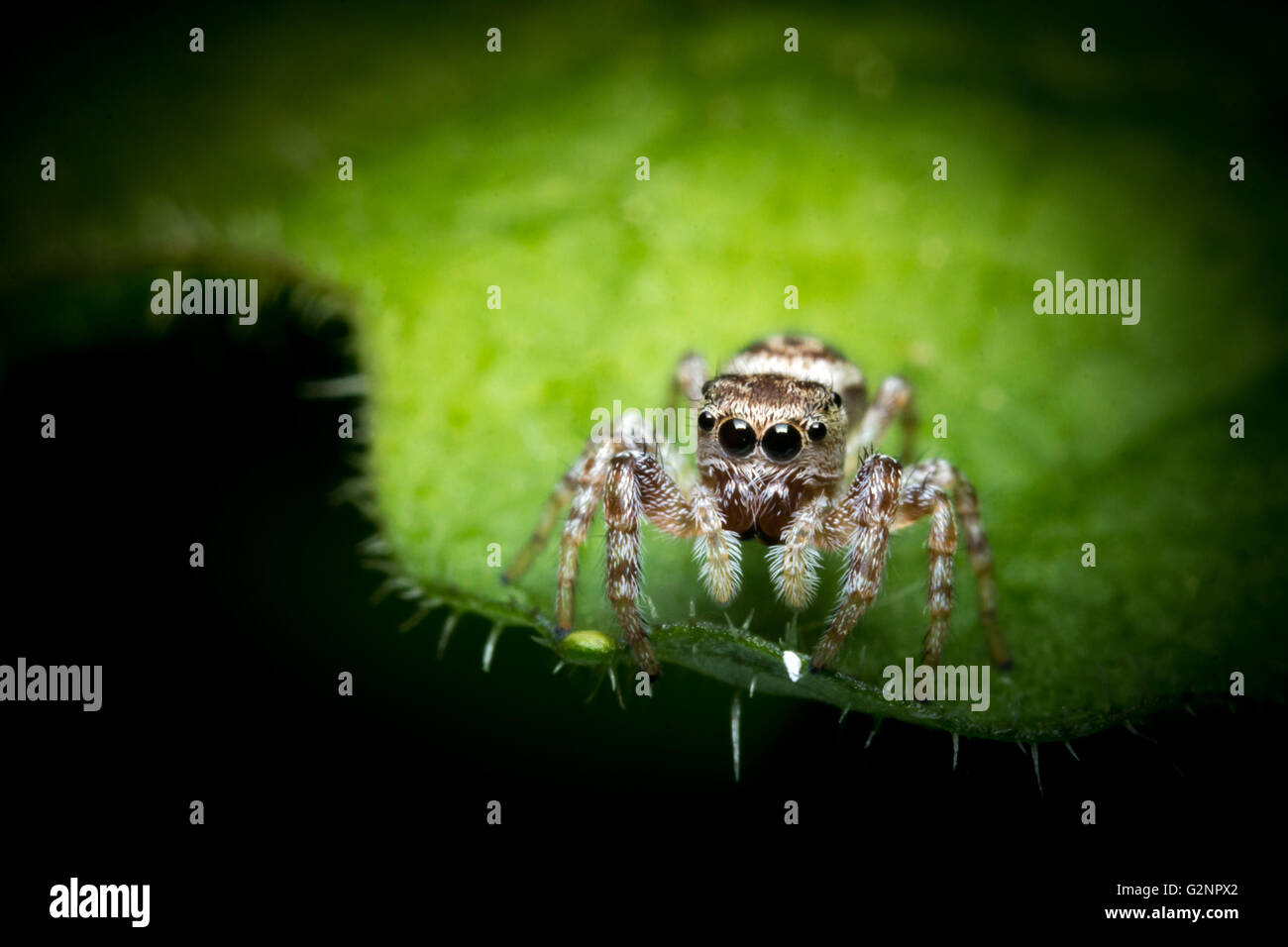Super macro close up jumping spider on green leaf Stock Photo - Alamy