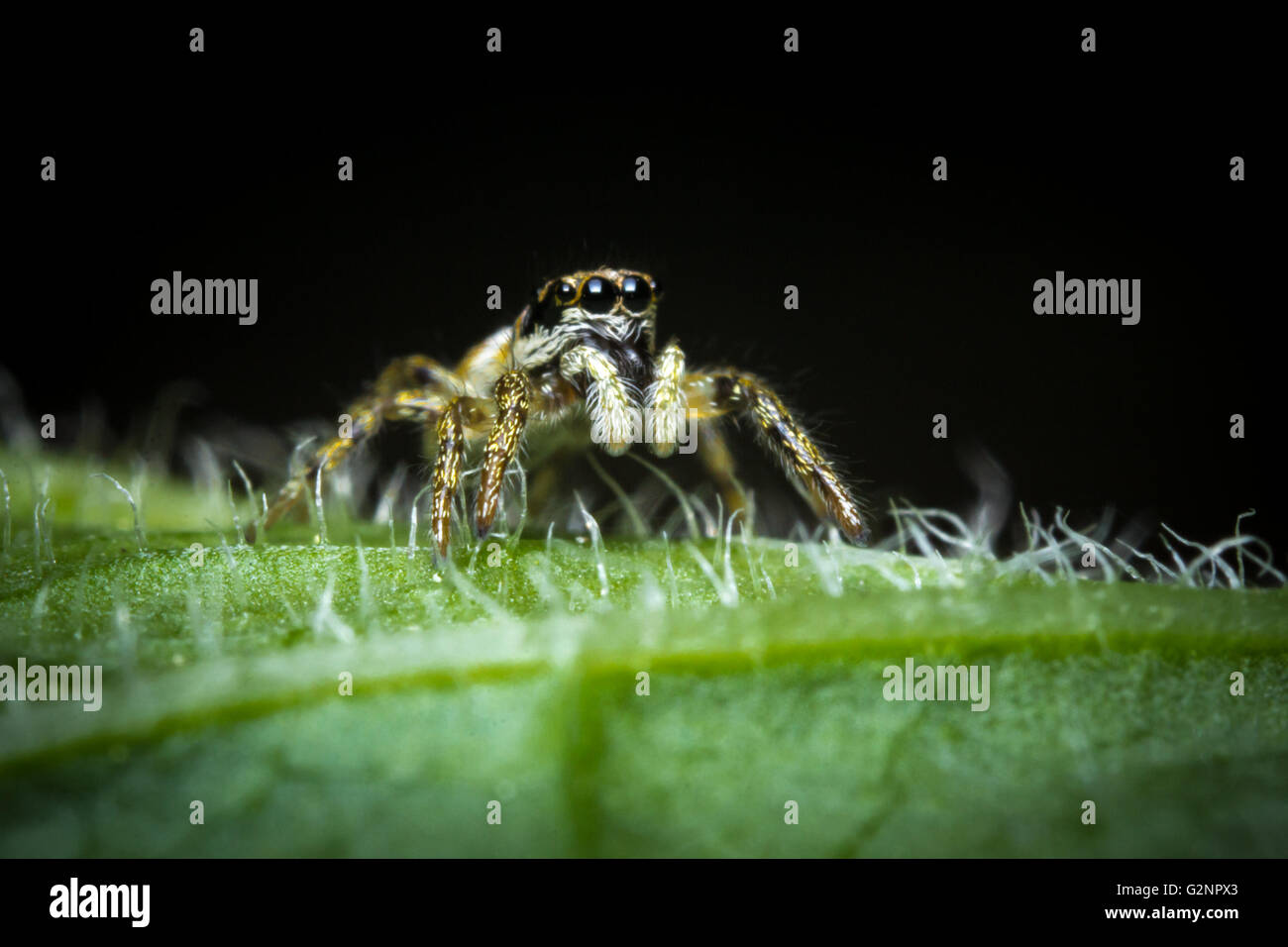 Super macro close up jumping spider on green leaf Stock Photo - Alamy