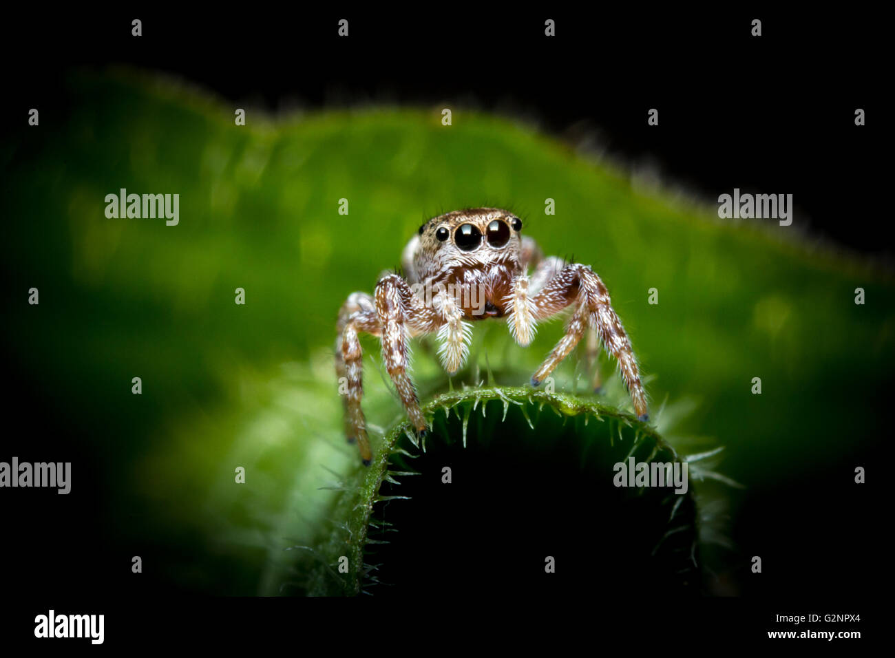 Super macro close up jumping spider on green leaf Stock Photo - Alamy
