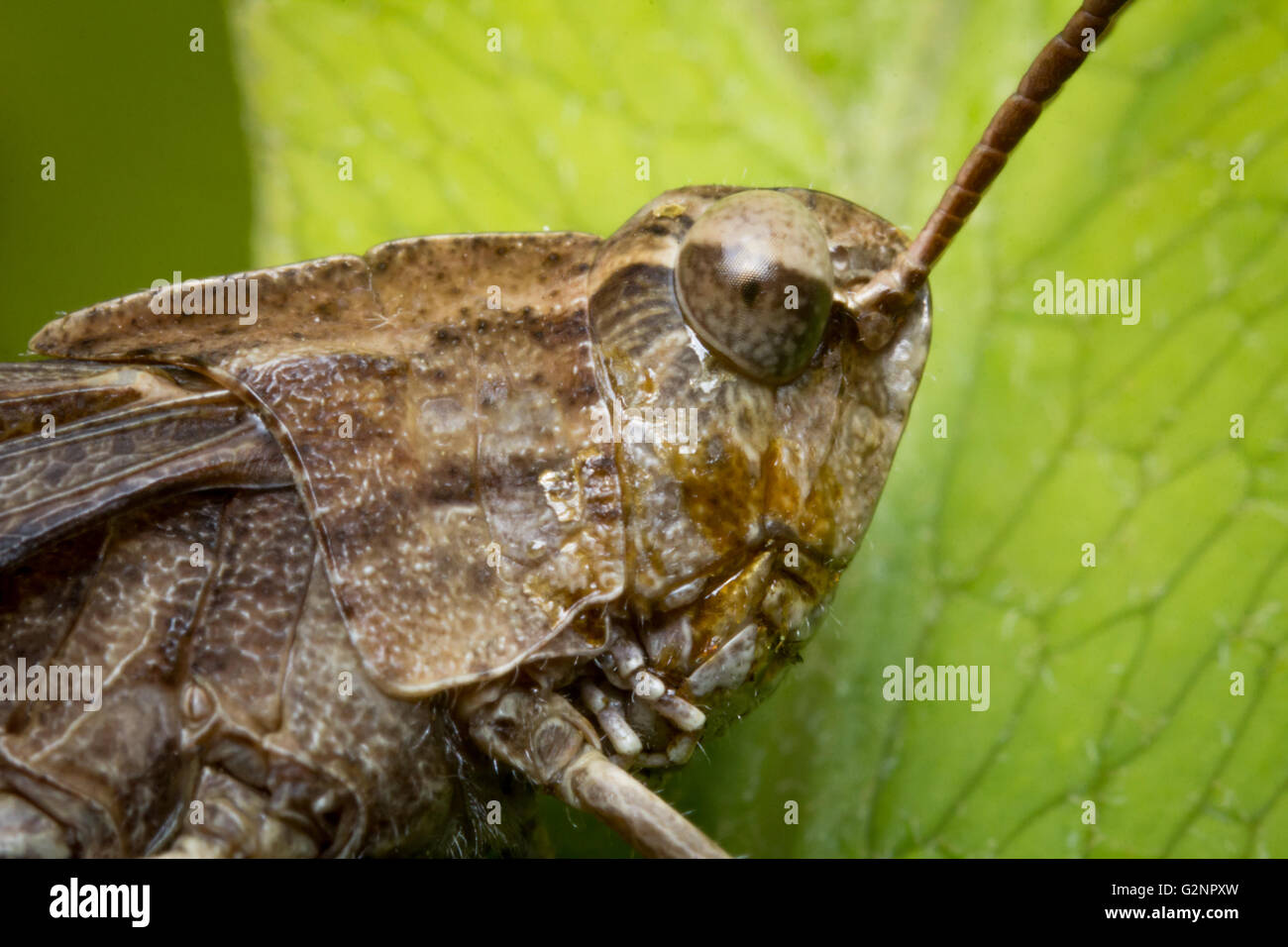 Extreme closeup macro carolina locust grasshopper insect portrait Stock Photo
