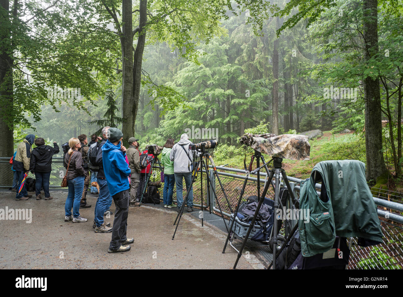 Nature photographers and tourists waiting at wolf enclosure to photograph wolves in the Bavarian Forest National Park, Germany Stock Photo