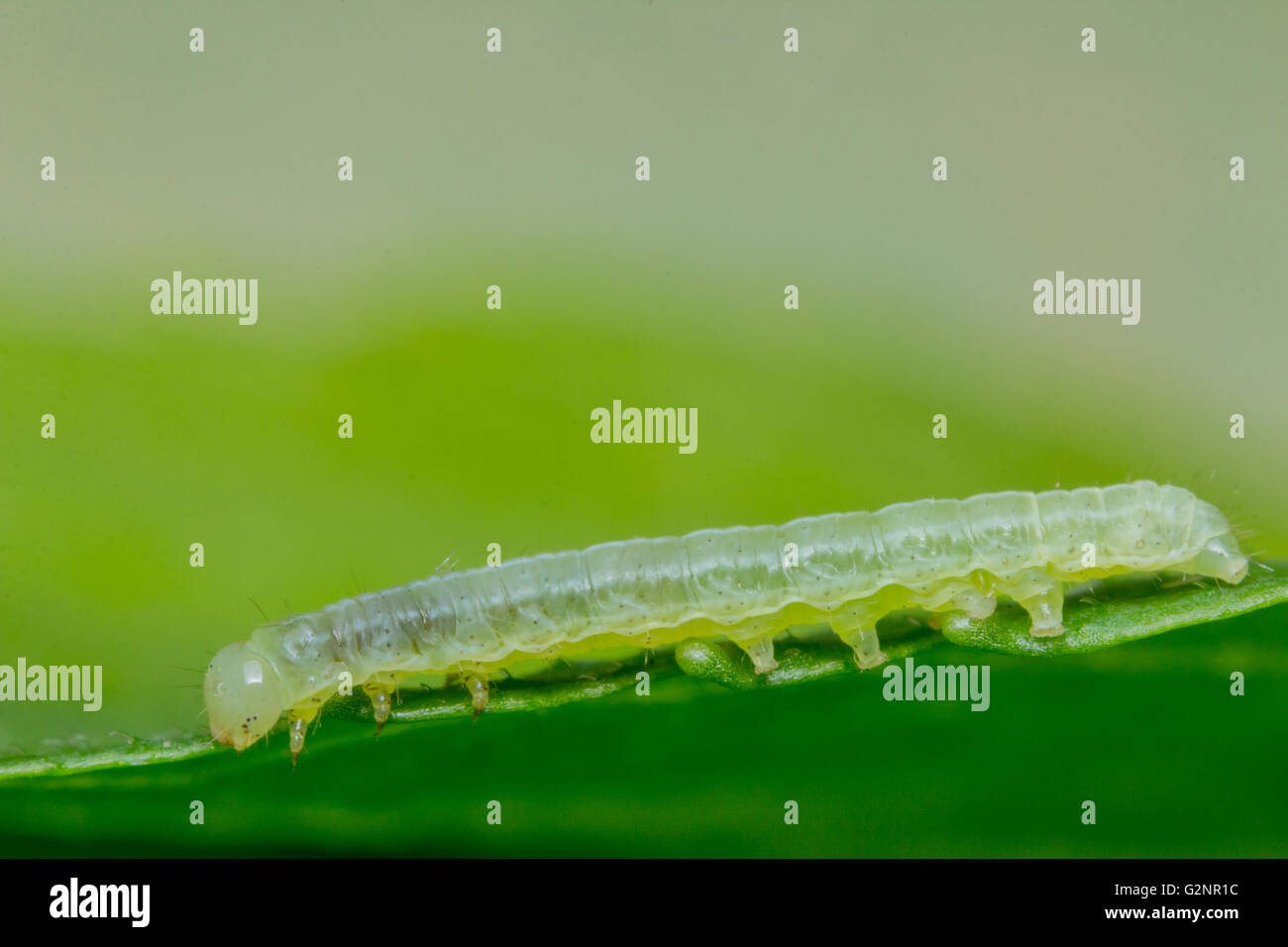 Close up macro green inch worm on summer leaf Stock Photo