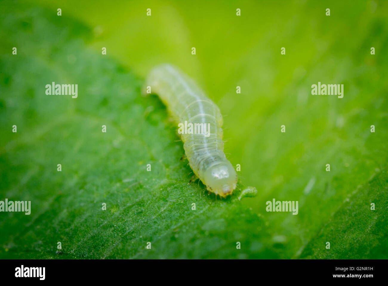 Close up macro green inch worm on summer leaf Stock Photo