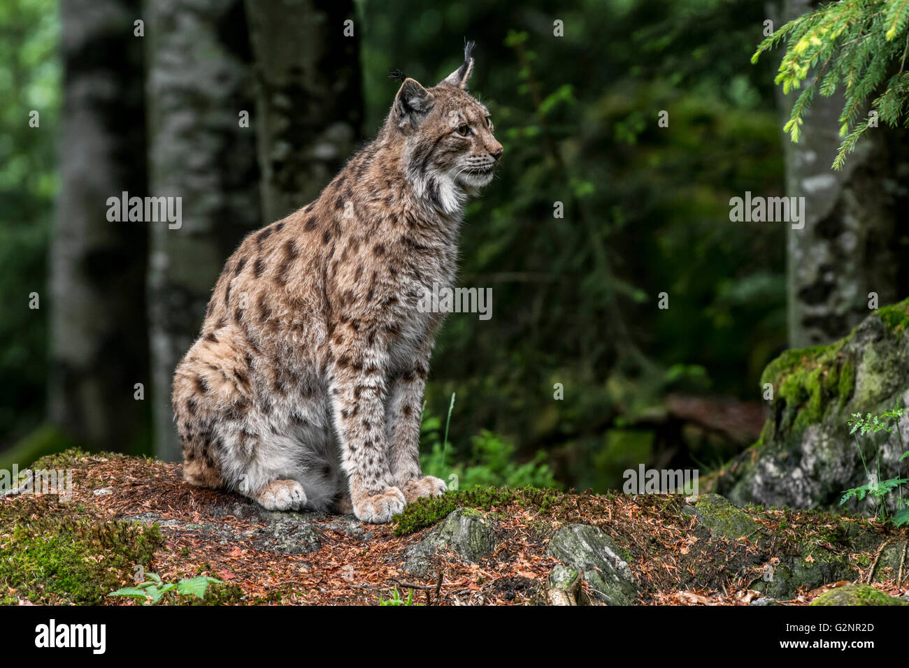 Eurasian lynx (Lynx lynx) sitting in woodland Stock Photo