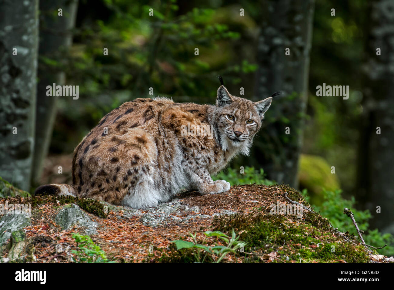 Eurasian lynx (Lynx lynx) crouching in forest Stock Photo