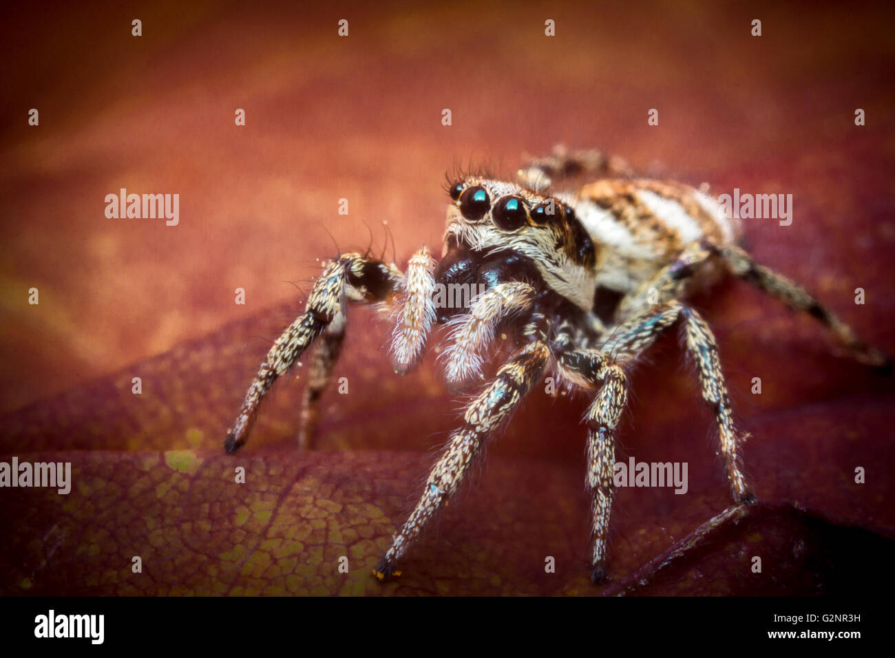 Super macro close up jumping spider on red leaf Stock Photo