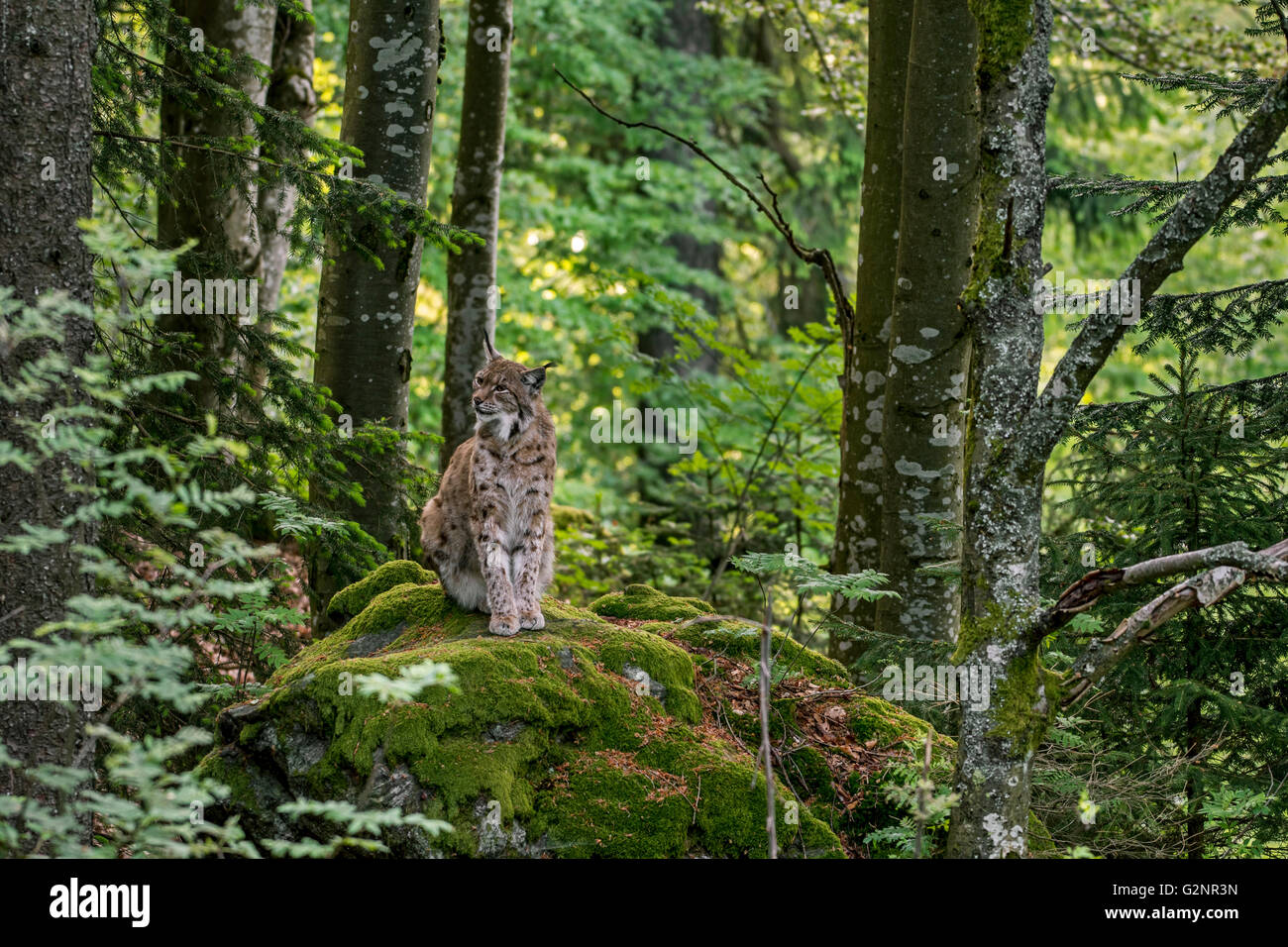 Eurasian lynx (Lynx lynx) sitting on rock in forest Stock Photo