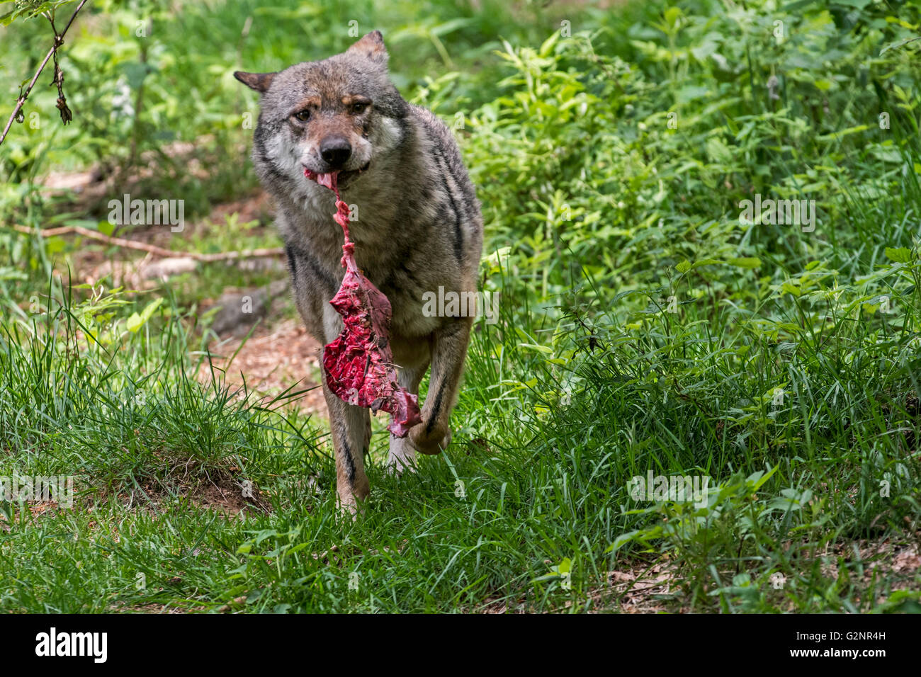 Carnivore eating meat prey hi-res stock photography and images - Alamy