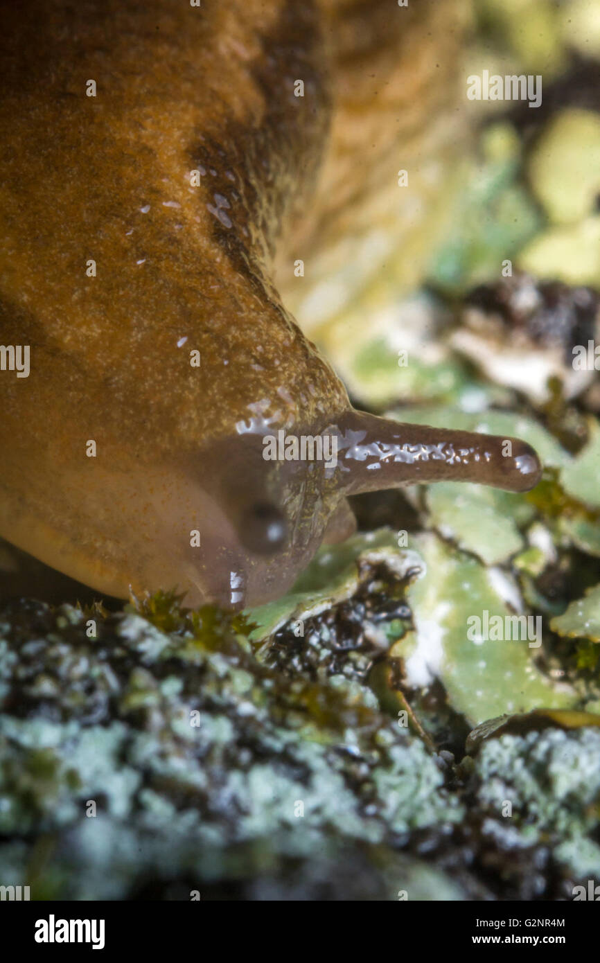 Arion owenii hi-res stock photography and images - Alamy