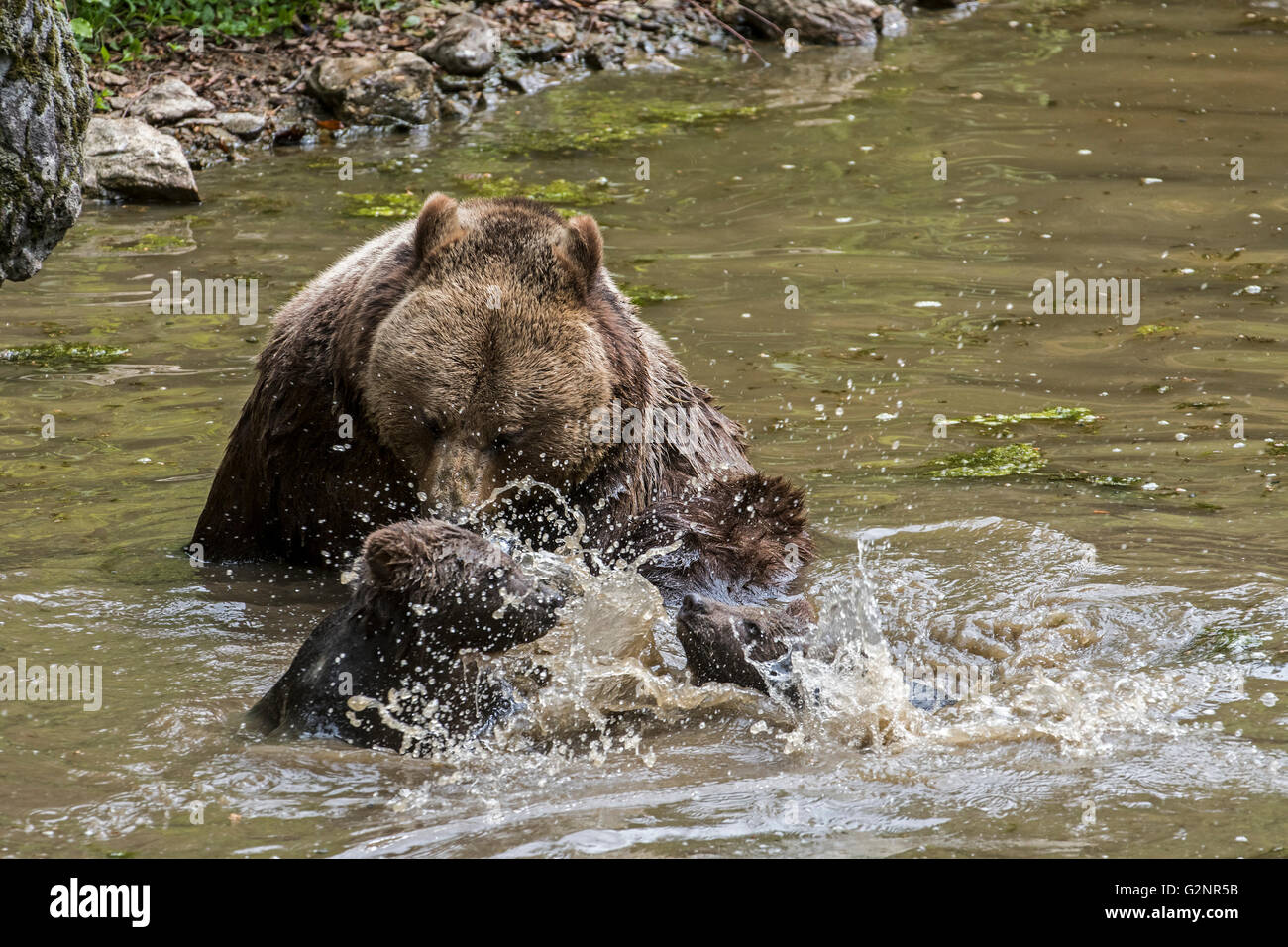 Female brown bear (Ursus arctos) playing with two cubs in water of pond ...