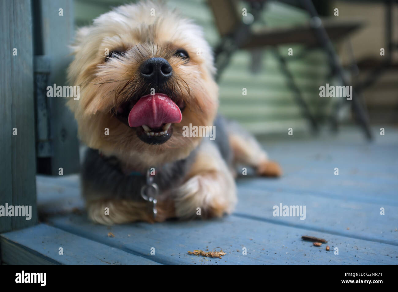 Portrait yorkshire terrier or yorkie with tongue out during yawn Stock