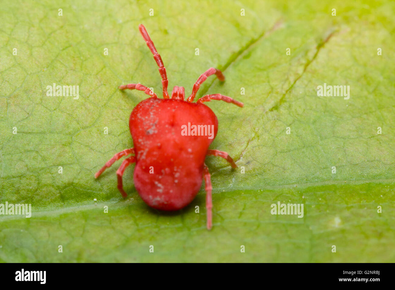 Close up macro Red velvet mite or Trombidiidae in natural environment Stock Photo