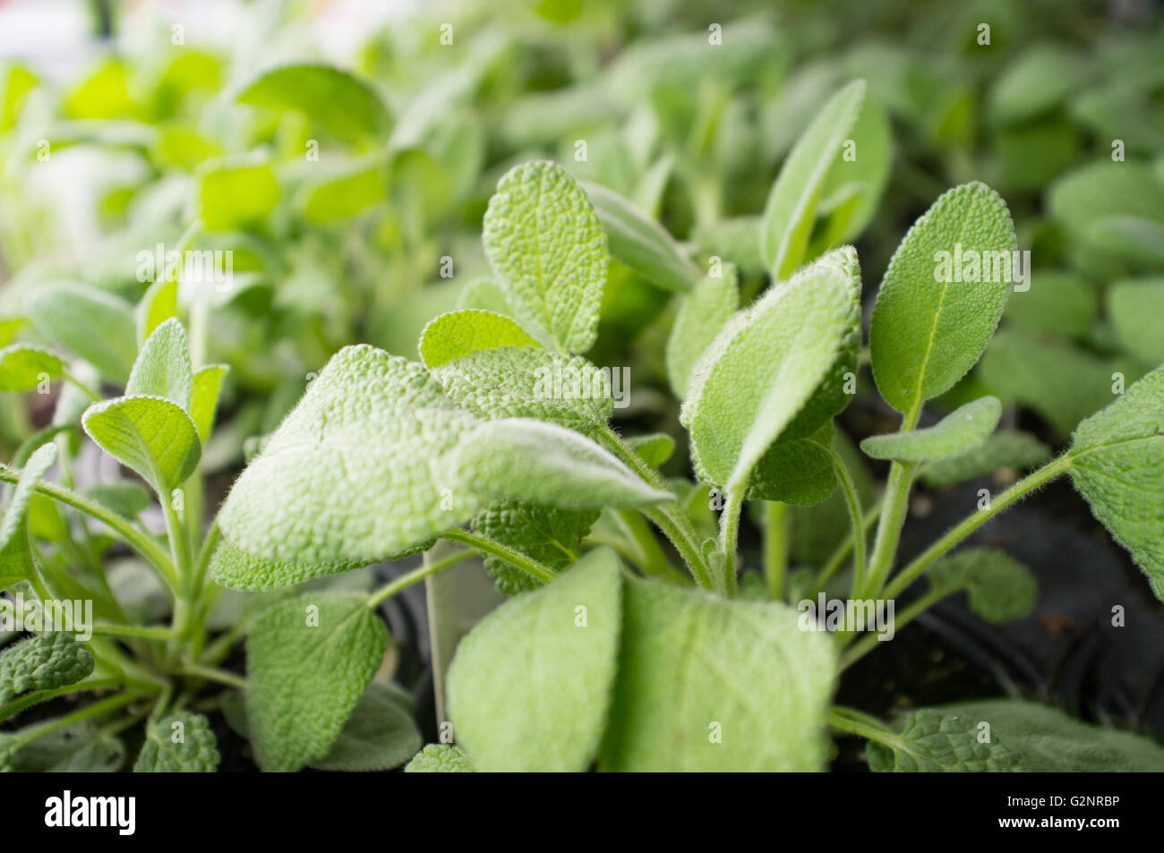 Lots of growing plants hi-res stock photography and images - Alamy
