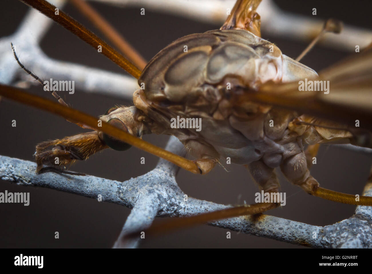 Close up macro of large crane fly or mosquito lookalike Stock Photo