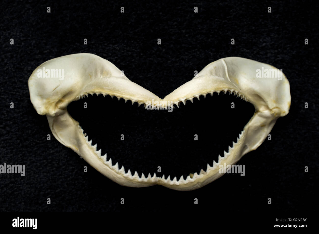 Shark bone hi-res stock photography and images - Alamy