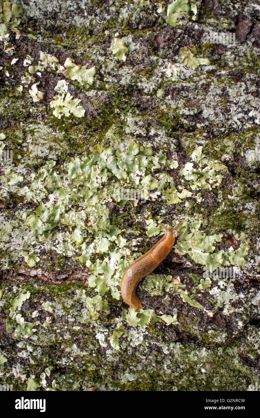 Common garden slug slithers along mossy bark in close up macro photo ...