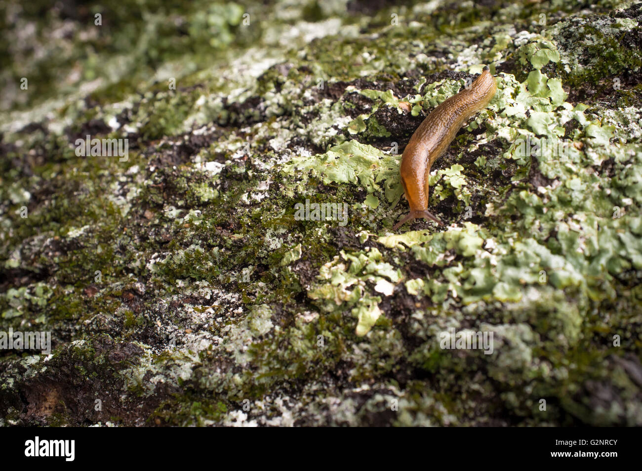 Arion hortensis hi-res stock photography and images - Alamy