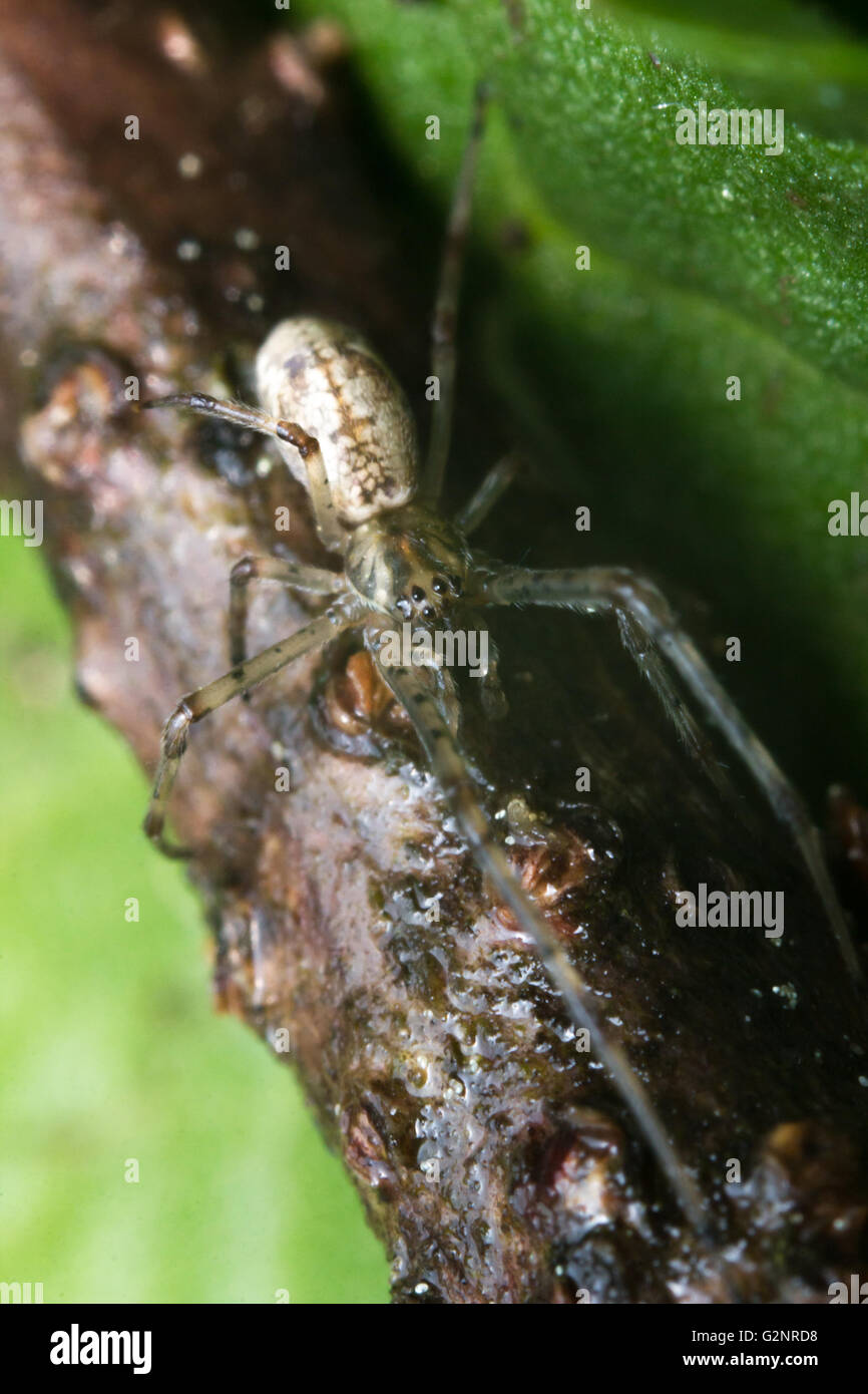 Long legged sac spider hi-res stock photography and images - Alamy