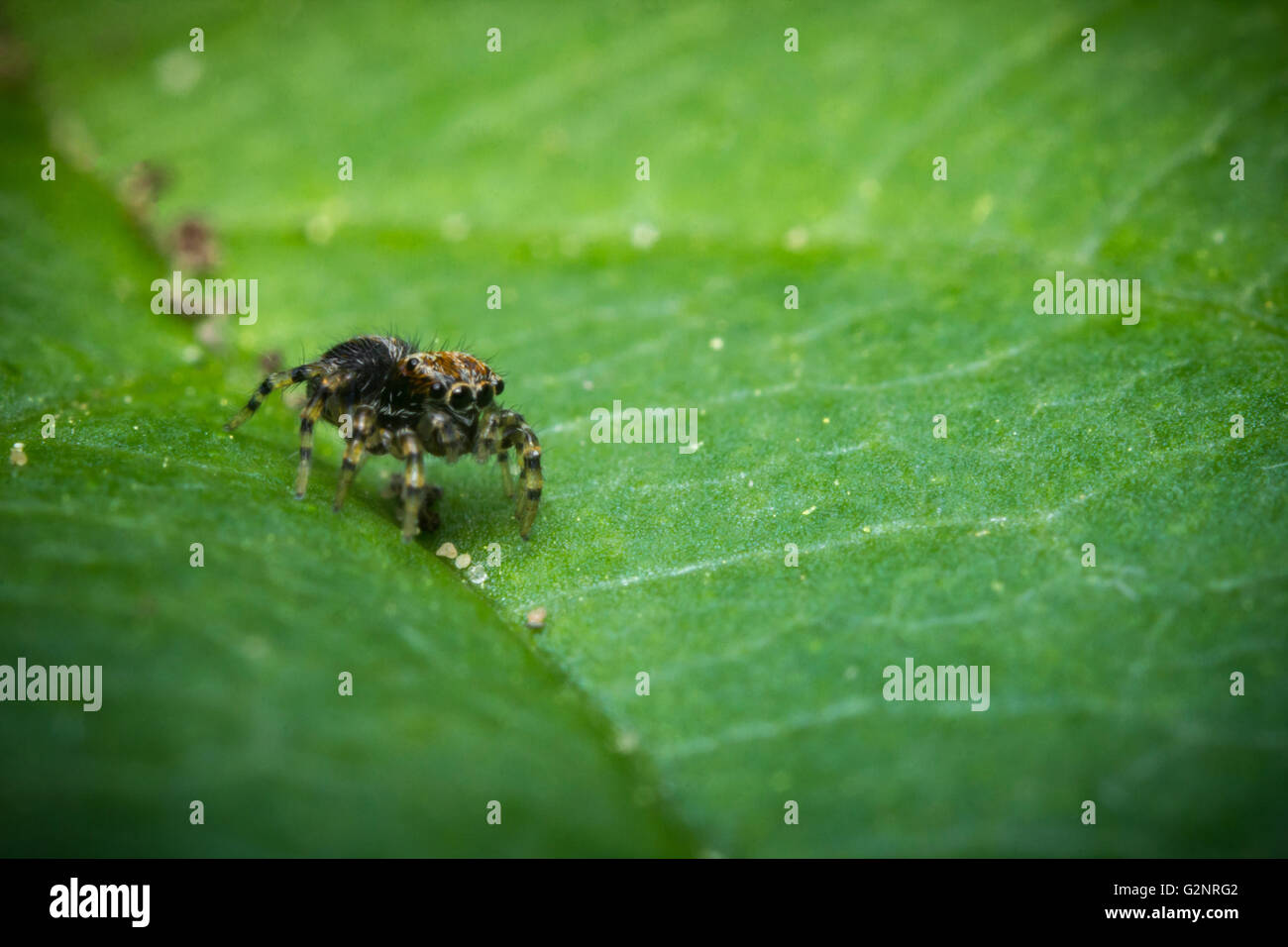 Super macro close up jumping spider on green leaf Stock Photo - Alamy