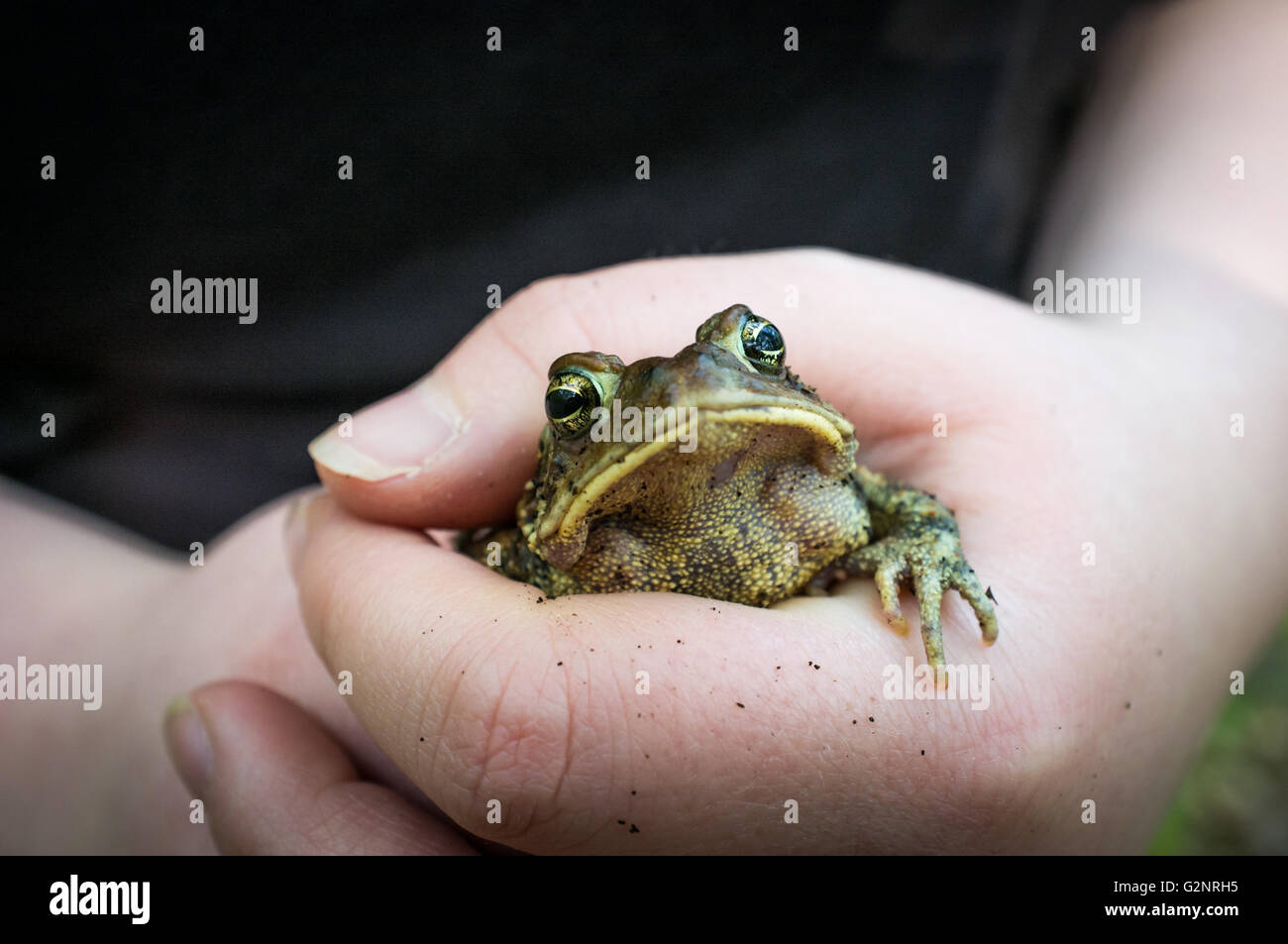 Gentle hands hold captive grumpy Eastern American toad Stock Photo