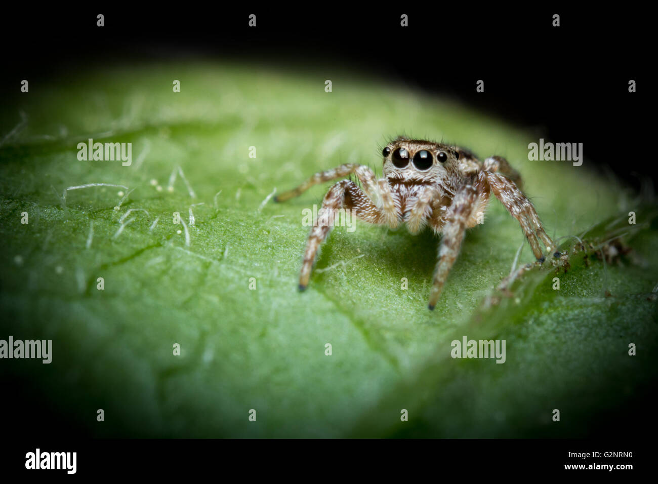 Super macro close up jumping spider on green leaf Stock Photo
