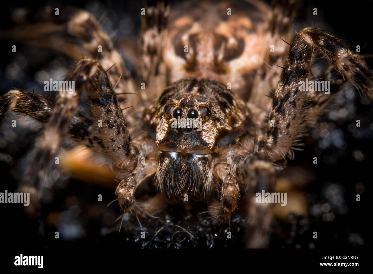 Extreme close up macro shot of a large wolf spider Stock Photo - Alamy