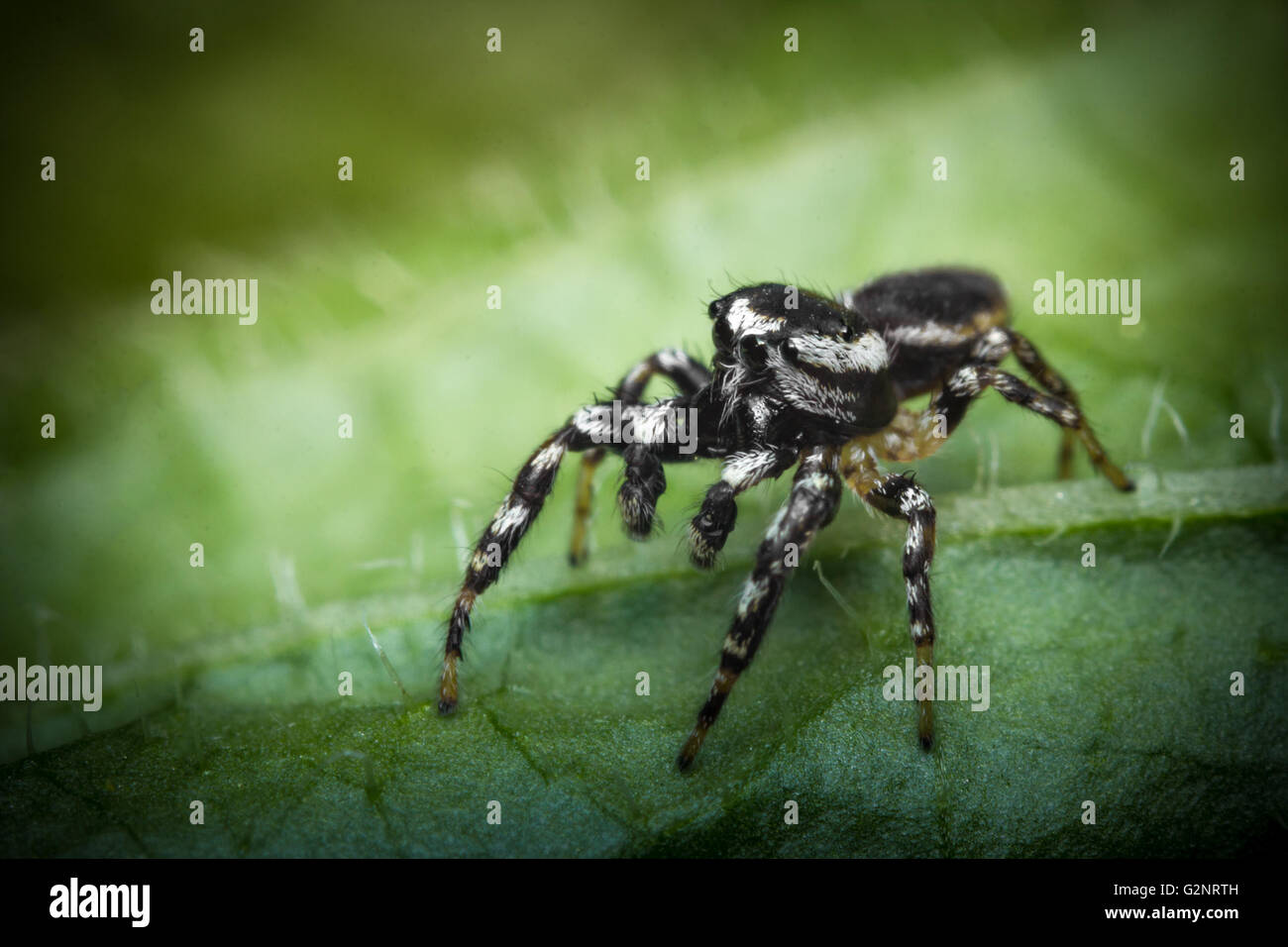 Super macro close up jumping spider on green leaf Stock Photo - Alamy