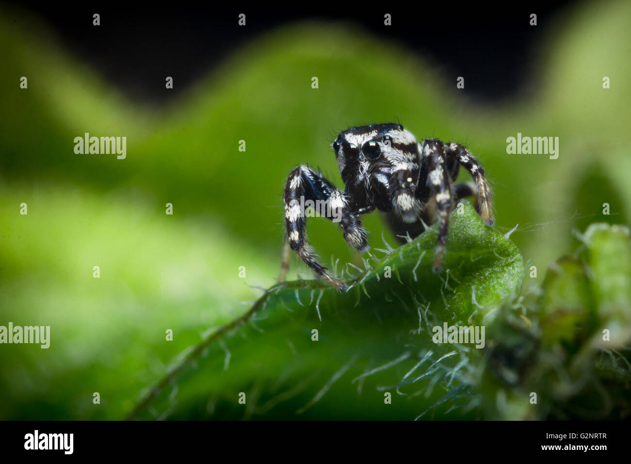 Super macro close up jumping spider on green leaf Stock Photo - Alamy