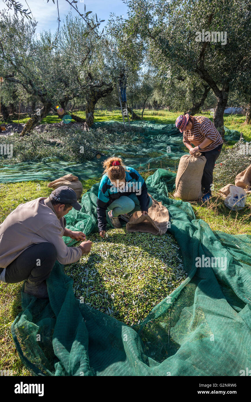 Olive oil production man hires stock photography and images Alamy