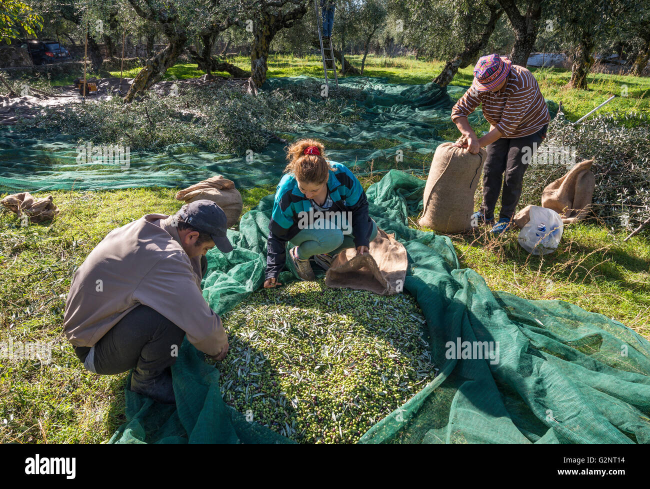 Olive oil production man hires stock photography and images Alamy
