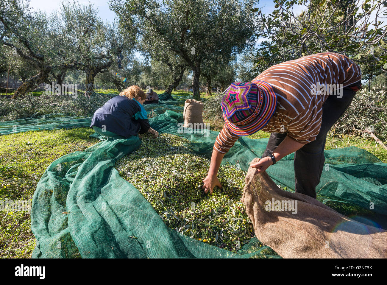 Olive harvesting hires stock photography and images Alamy