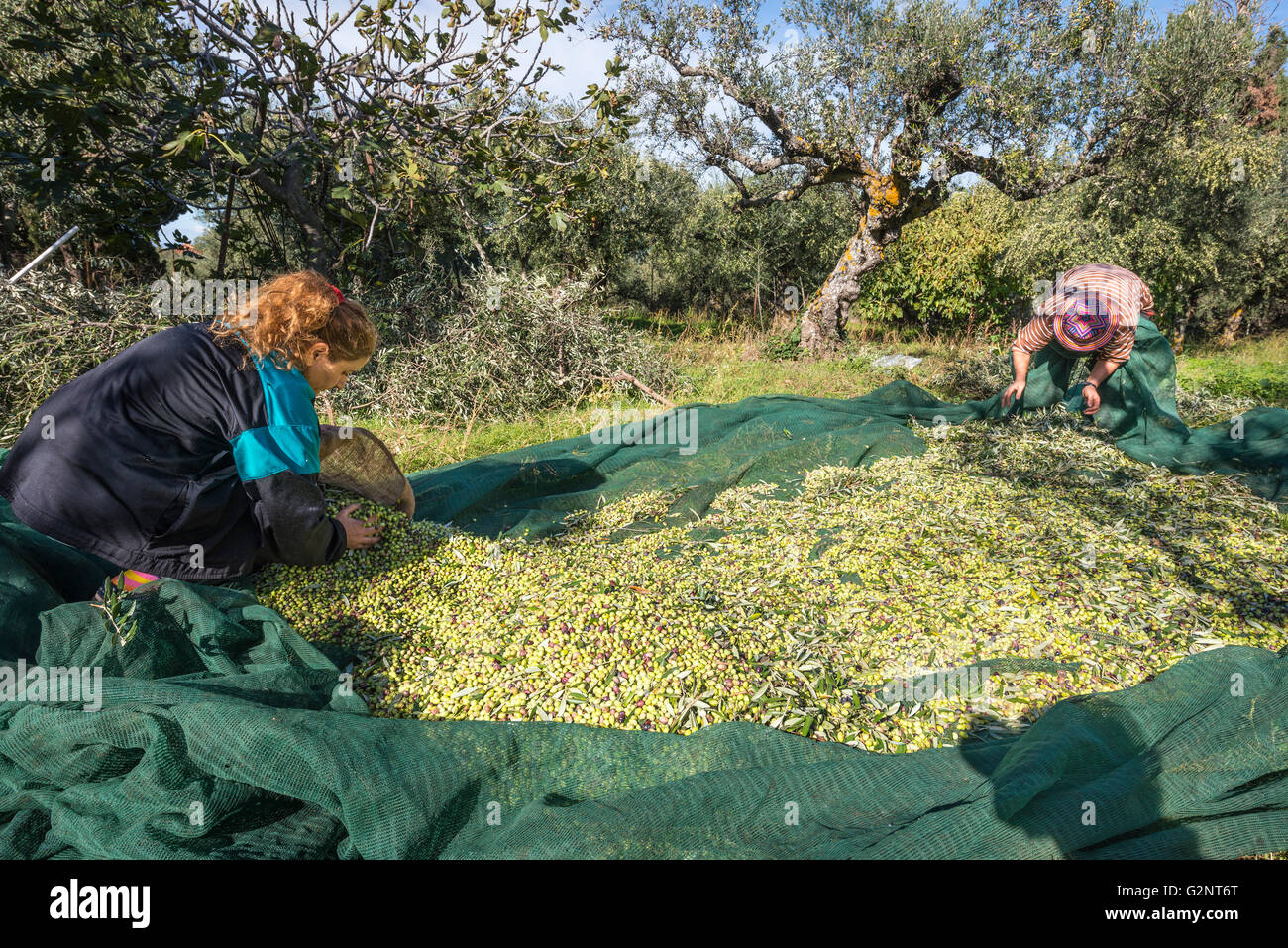 Harvesting Kalamata olives, near Kardamyli  in the Outer Mani, Messinia, Southern Peloponnese, Greece Stock Photo