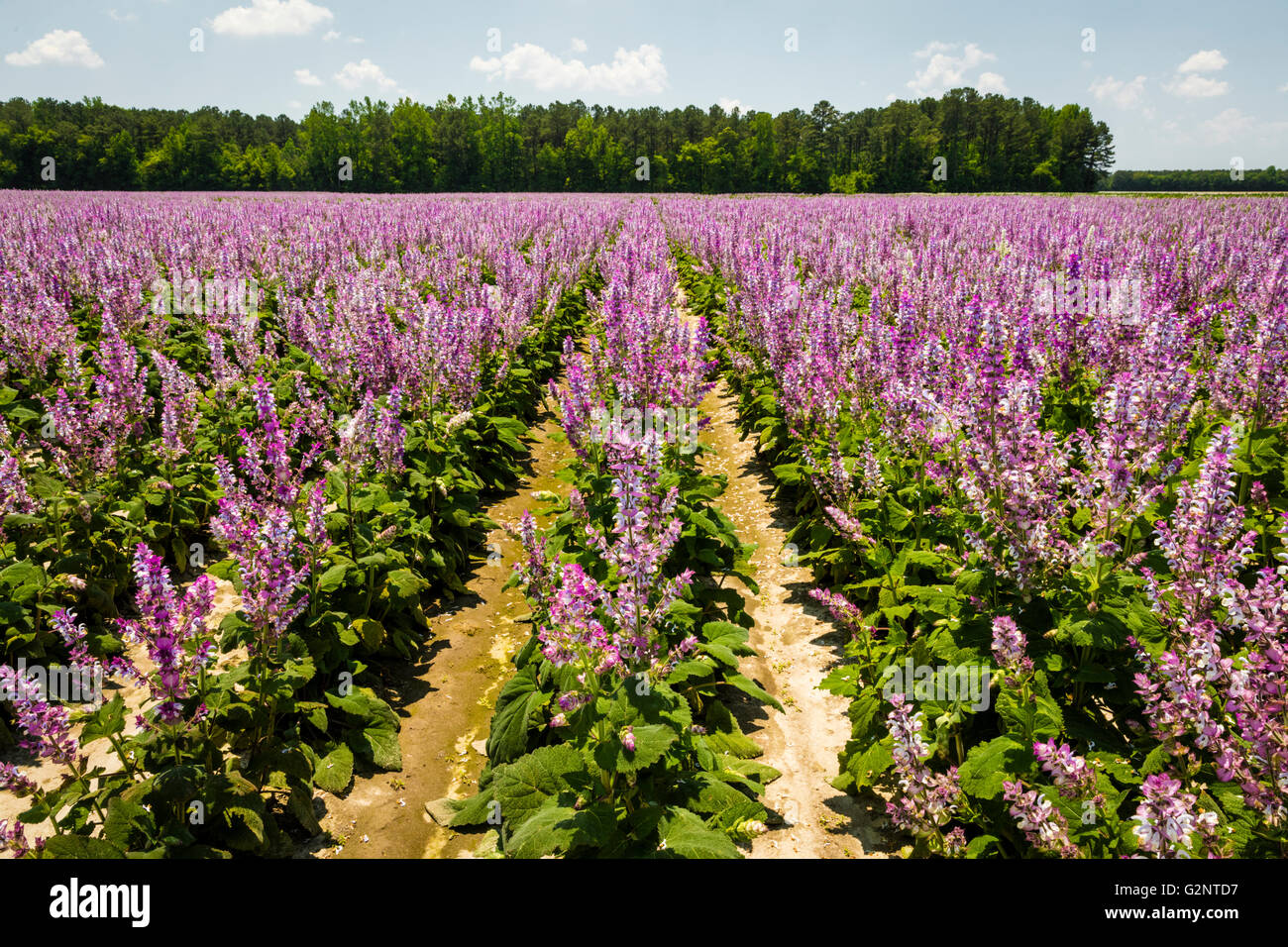 Field of lavender-colored Clary Sage (Salvia sclarea) in Robersonville, Martin County, NC USA Stock Photo