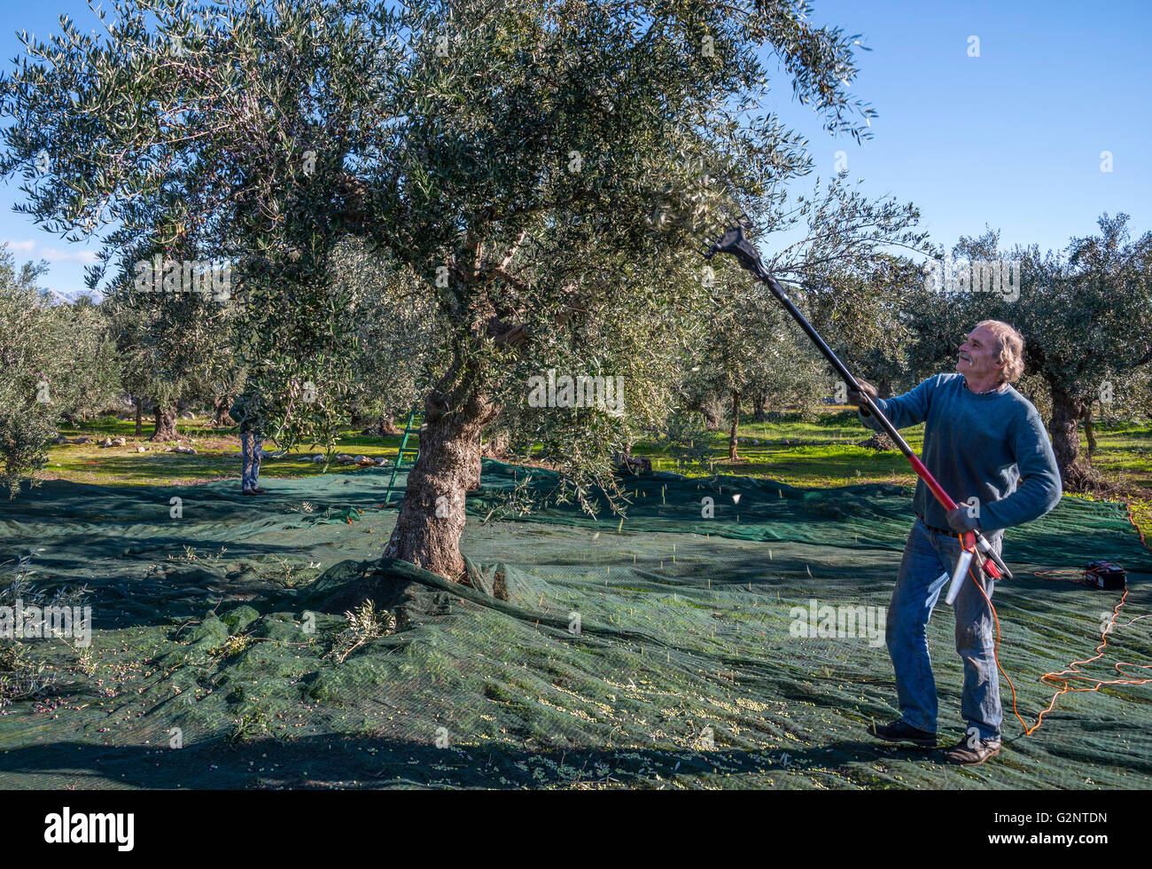 Harvesting Kalamata olives, near Kardamyli  in the Outer Mani, Messinia, Southern Peloponnese, Greece Stock Photo