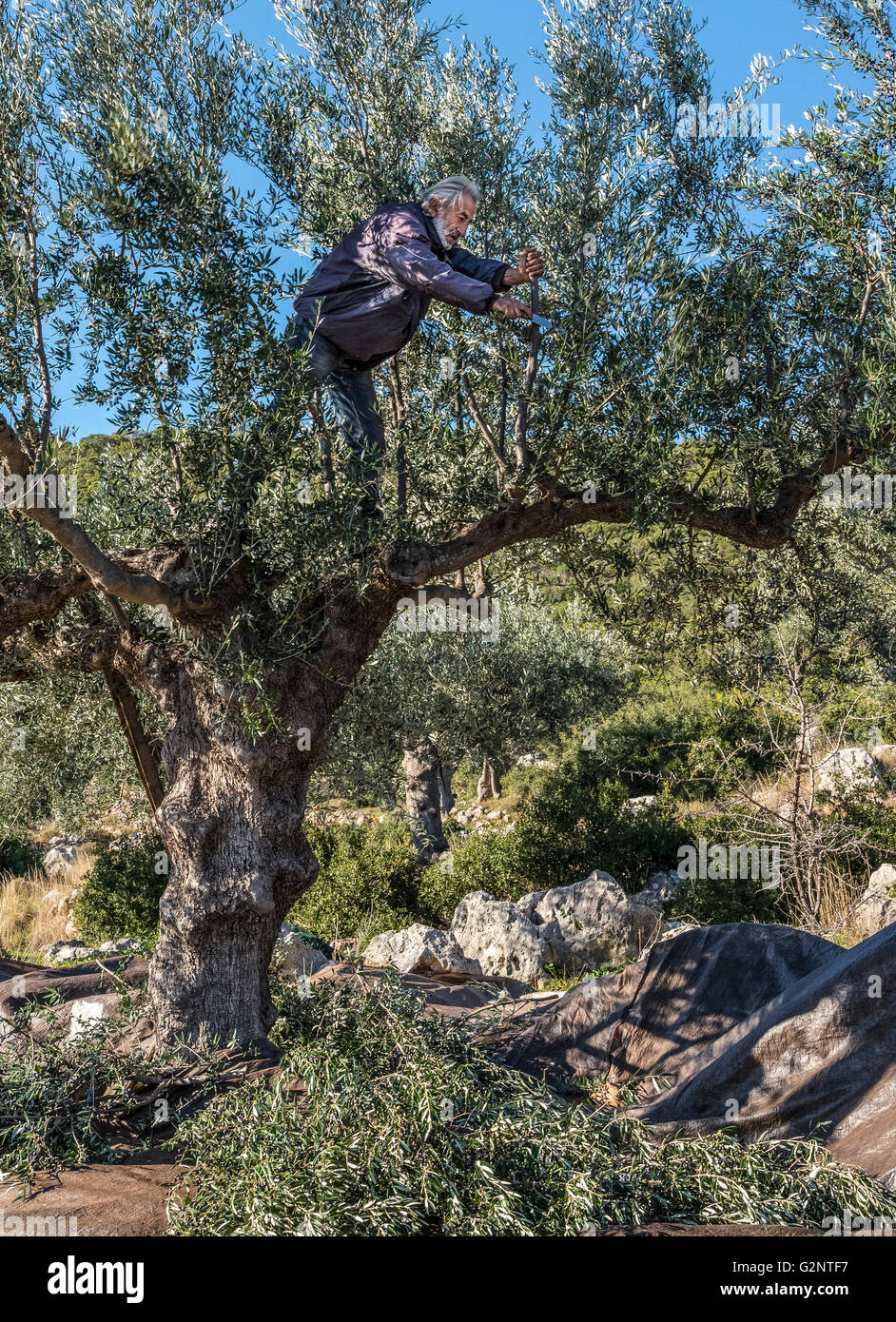 Harvesting Kalamata olives, near Kardamyli in the Outer Mani, Messinia