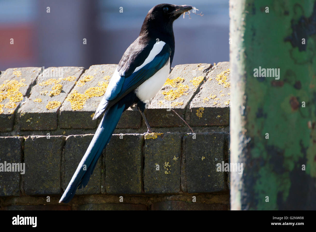 Magpie Part Of The Corvid crow Family Stock Photo Alamy magpie-part-of-the-corvid-crow-family-stock-photo-alamy