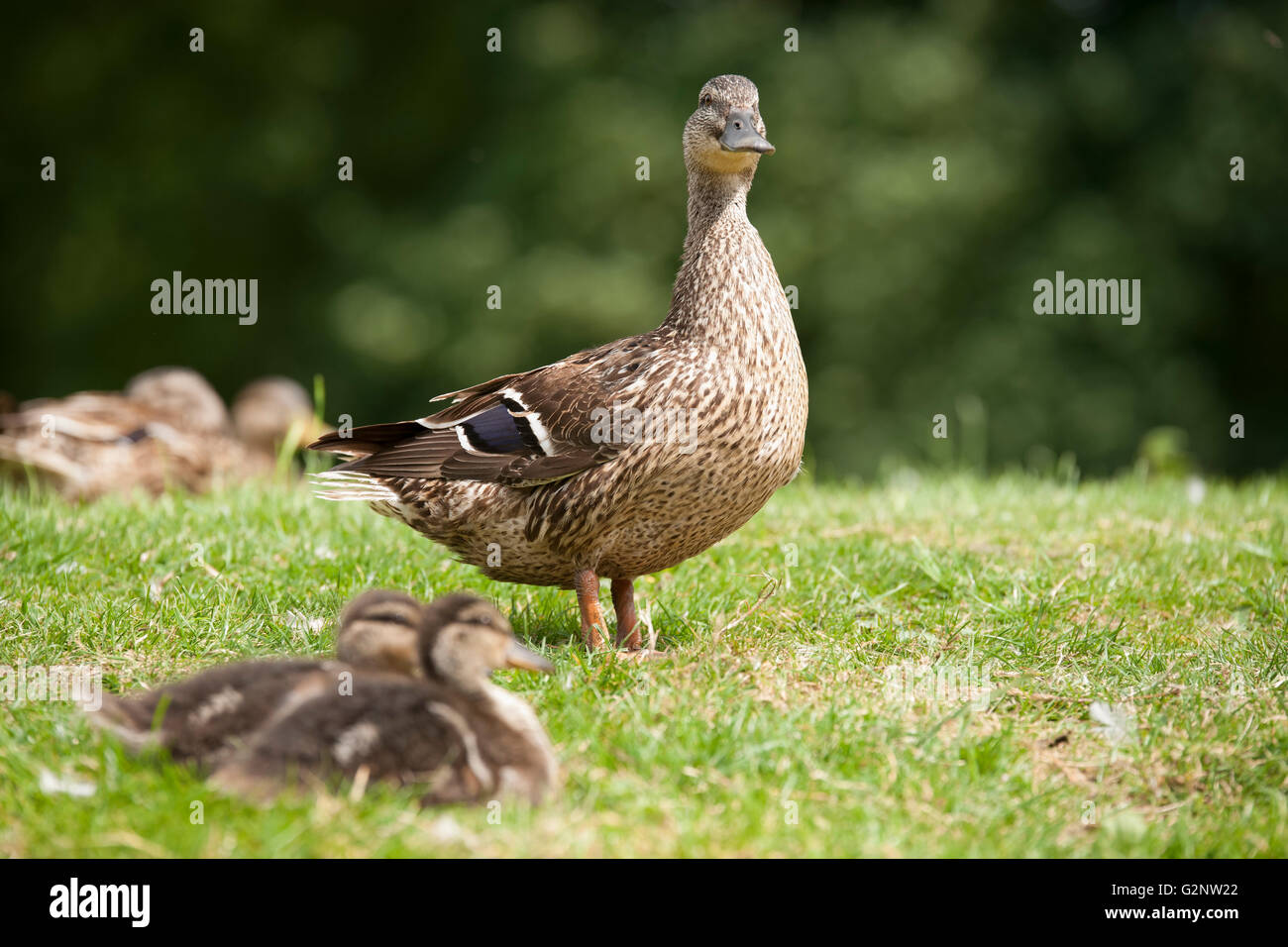 Mother duck with ducklings Stock Photo - Alamy