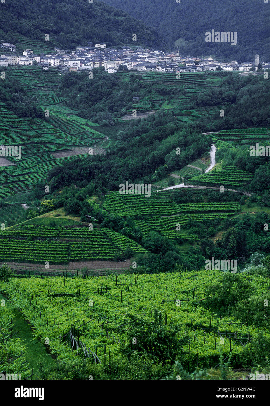 village and vineyards in Val di Cembra, Trentino, Italy Stock Photo