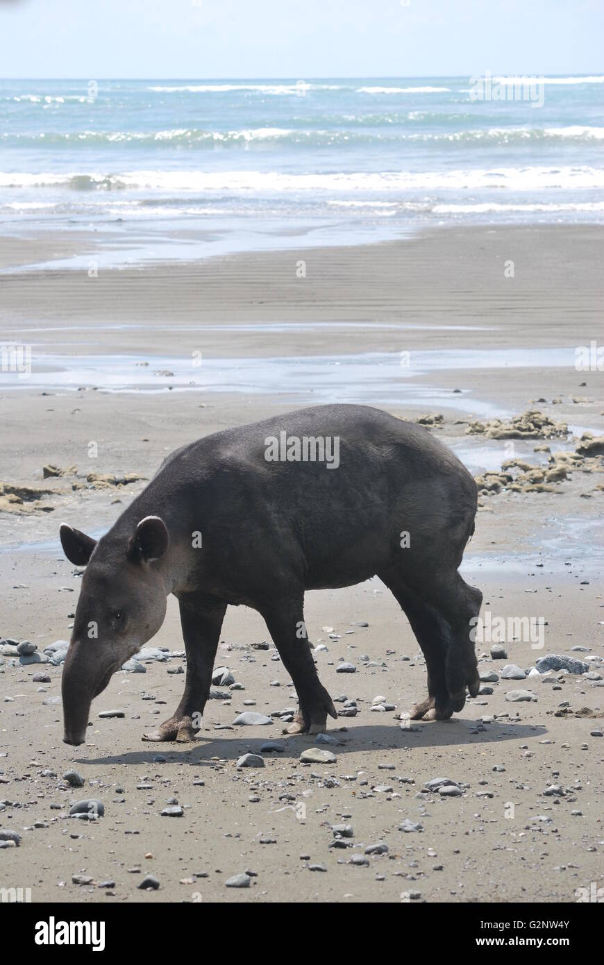 Baird's tapir on the beach in the Corcovado National Park, Costa Rica Stock Photo