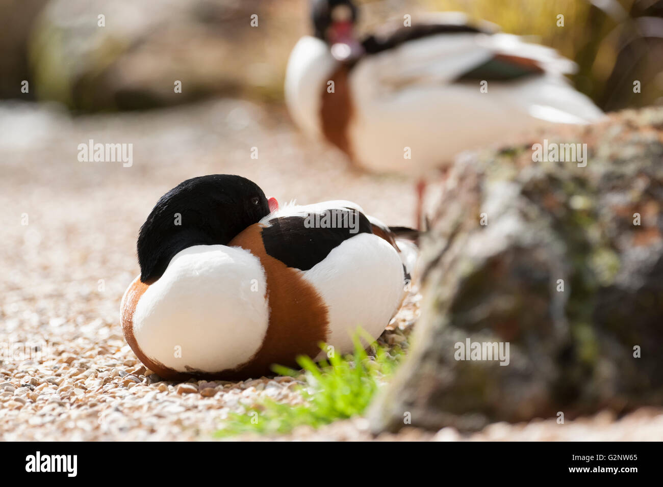 Shelducks are part of the same family as Ducks and Swans Stock Photo