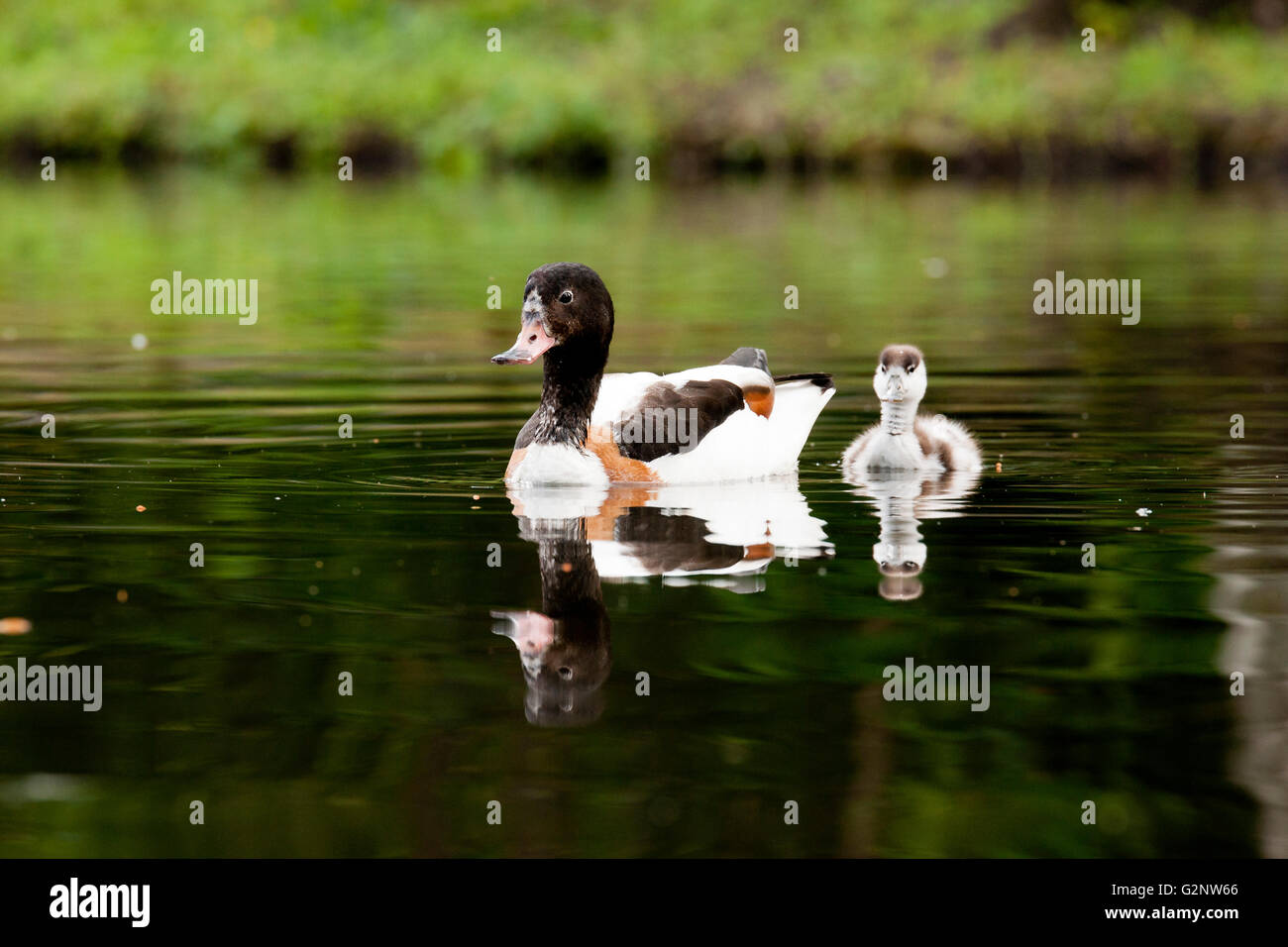 Shelduck with duckling swimming Stock Photo