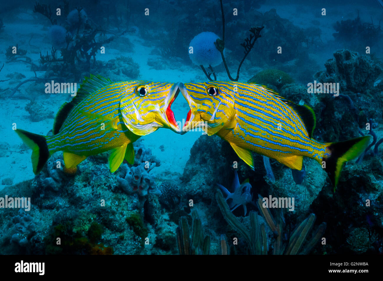 Bluestriped grunts in battle Stock Photo Alamy