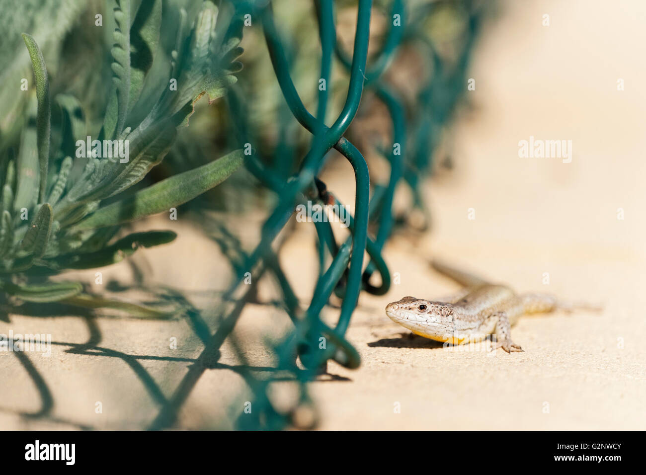 Wire lizard hi-res stock photography and images - Alamy