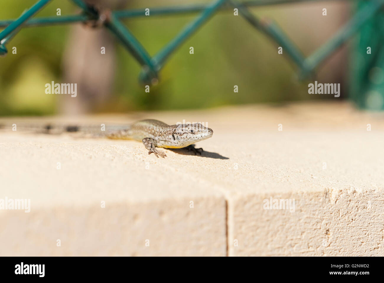 Wire lizard hi-res stock photography and images - Alamy
