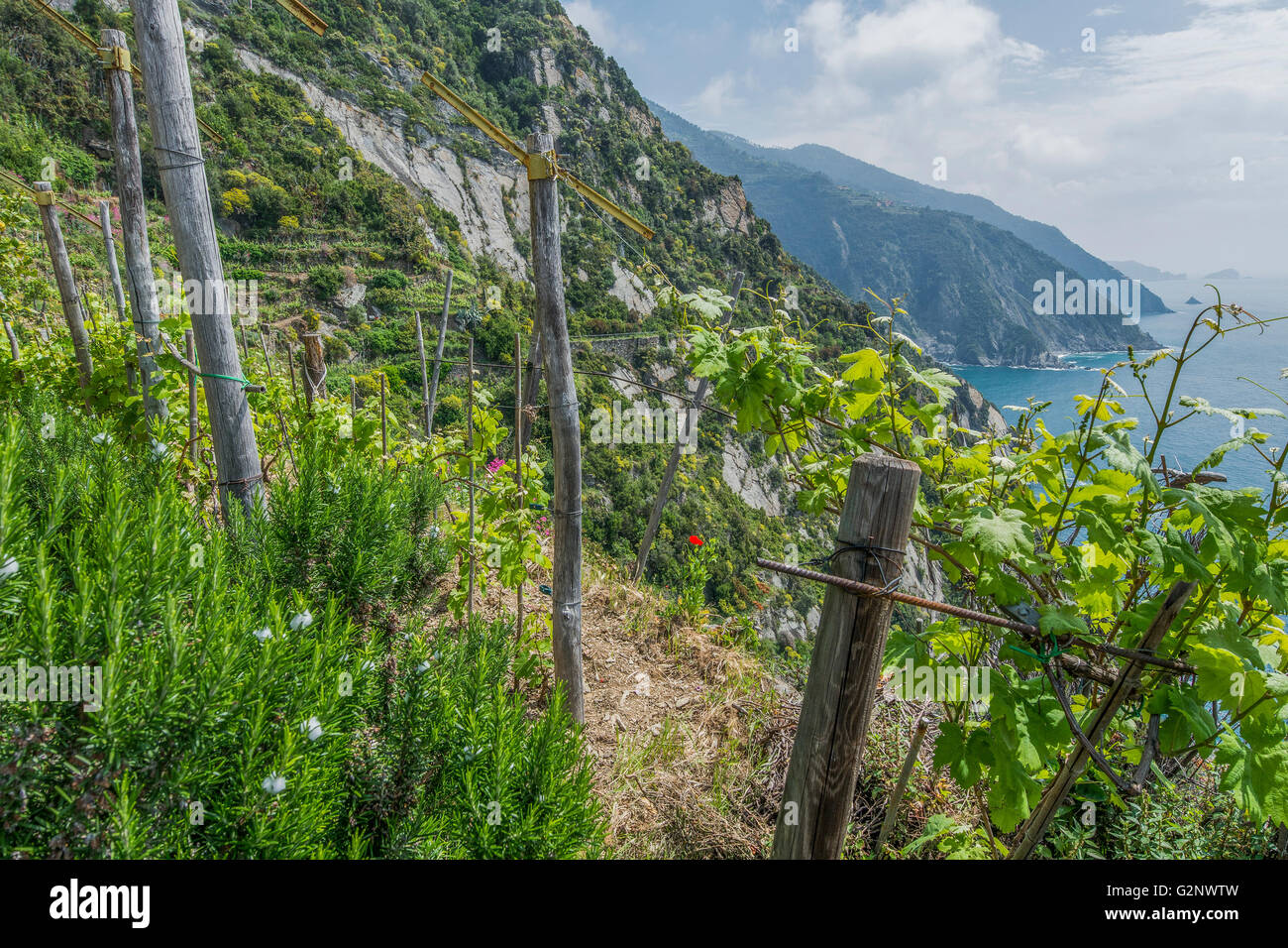 https://c8.alamy.com/comp/G2NWTW/viticultural-terraces-of-riomaggiore-near-la-spezia-liguria-G2NWTW.jpg